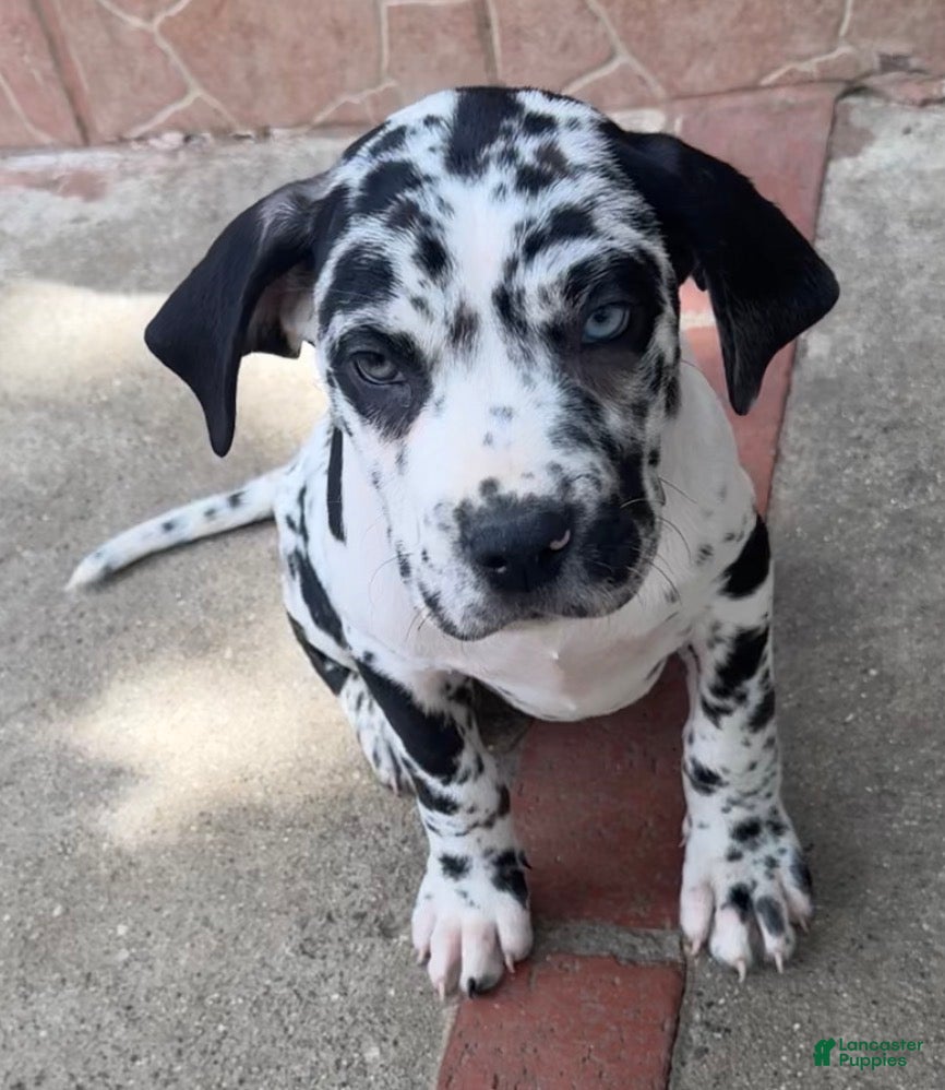 Daniff dogs Stella - Ad 1