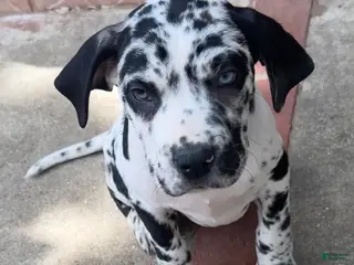 Daniff dogs Stella - Ad 1