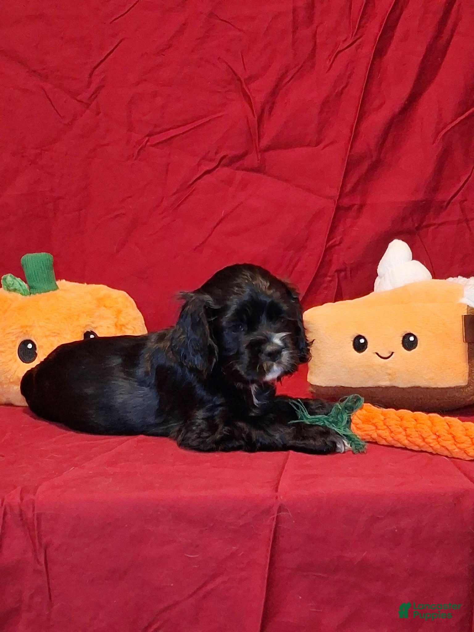 Cocker Spaniel dogs for sale: Jacqueline - Ad 3