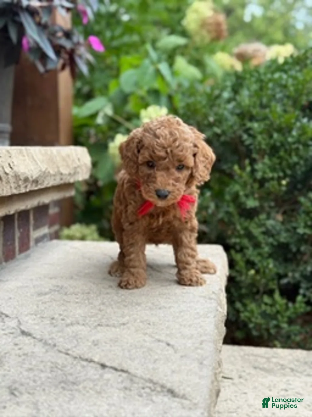 Standard Poodle dogs for sale: Bentley - Moyen Size Poodle - Ad 7