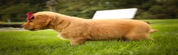 Golden Retriever dogs for sale: Rocco✨ - Ad 15
