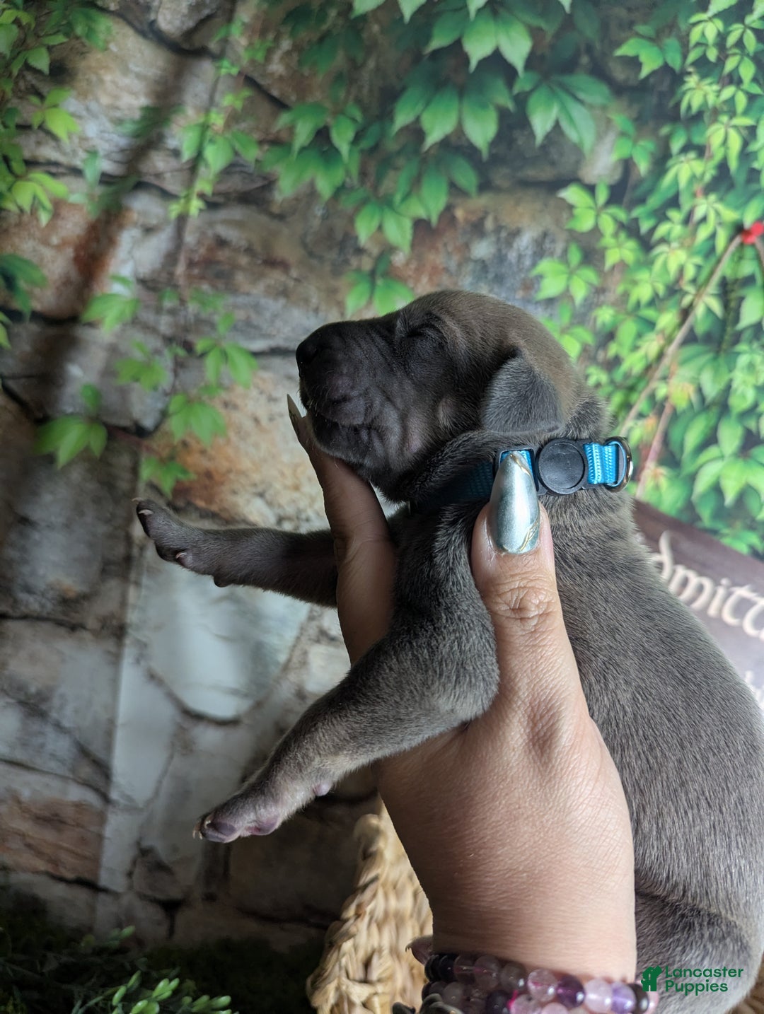 Great Dane dogs for sale: Precious Blue Brindle Female Great Dane Puppy - Ad 2