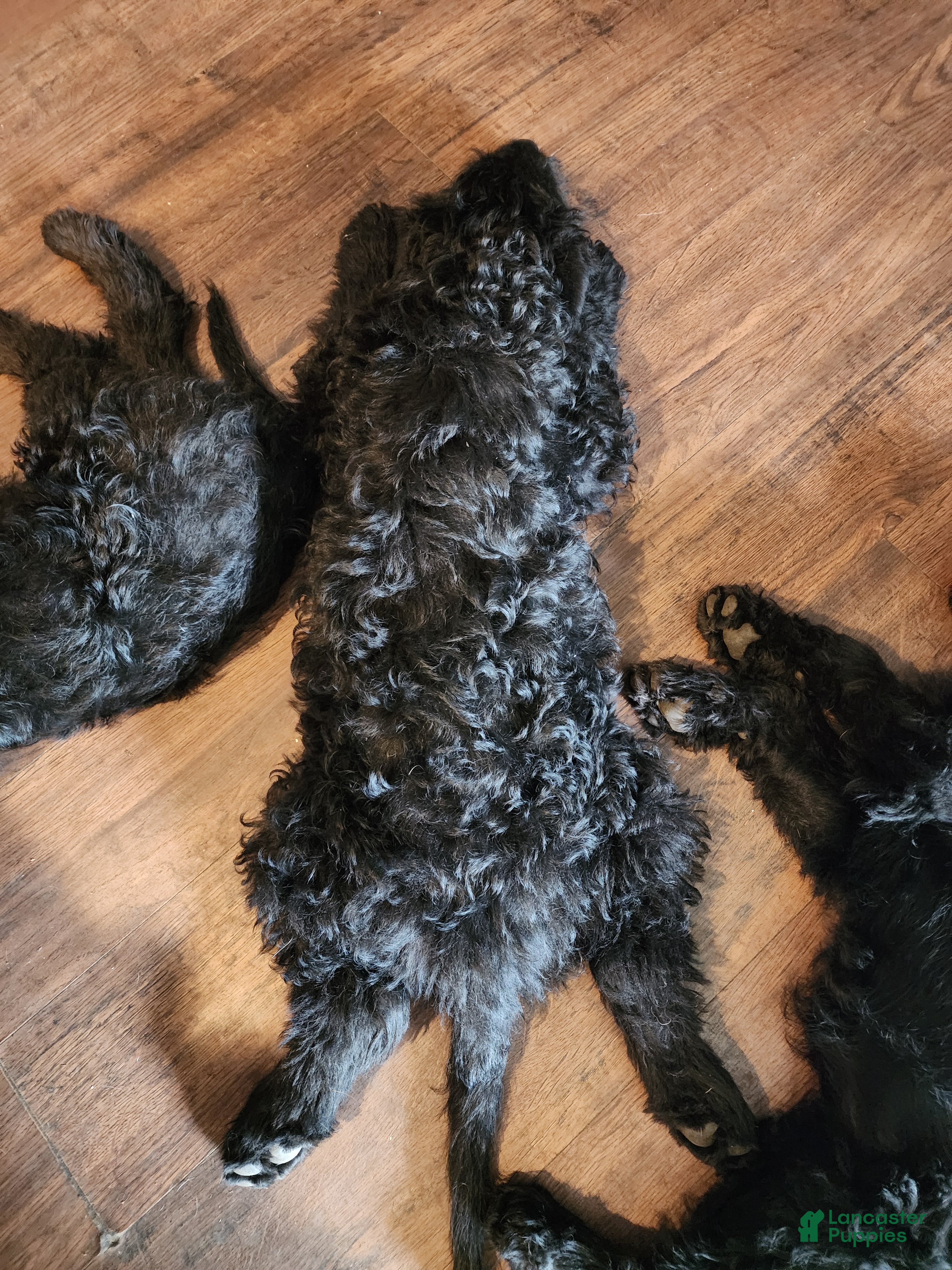 Labradoodle dogs for sale: Labradoodle 1 male - Ad 2