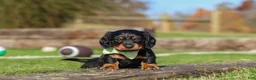 Miniature Dachshund dogs for sale: Leo - Ad 1