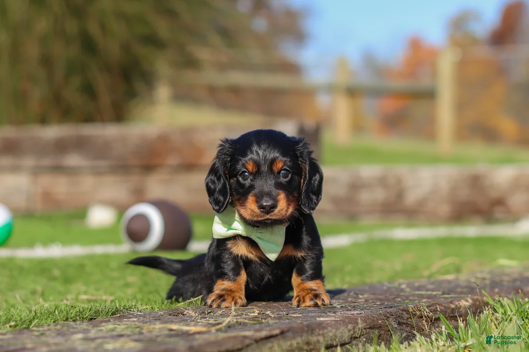 Miniature Dachshund dogs for sale: Leo - Ad 1