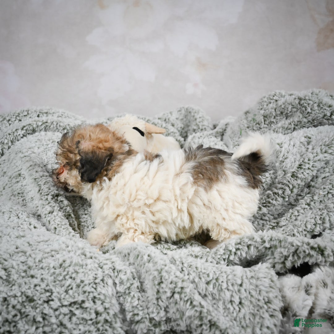 Bichpoo dogs for sale: Brady - Ad 4