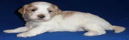 Shihpoo dogs for sale: Benji - Ad 5