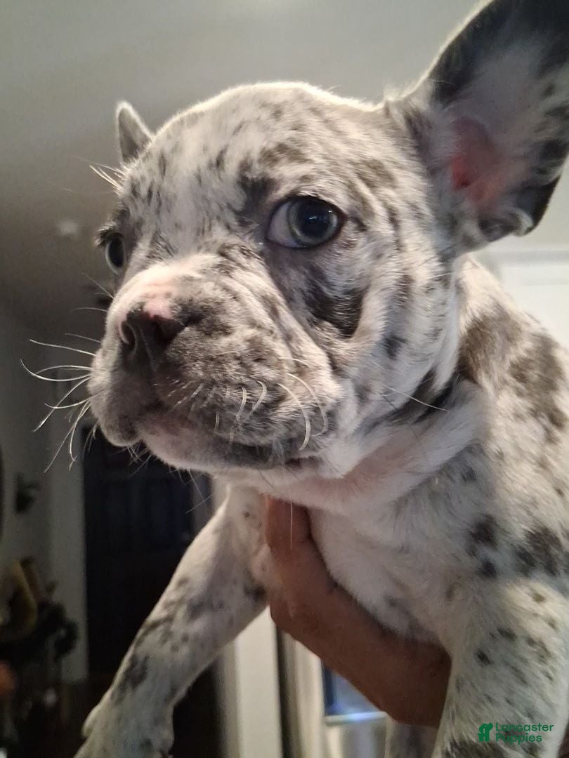 French Bulldog dogs Frenchie girly - Ad 21