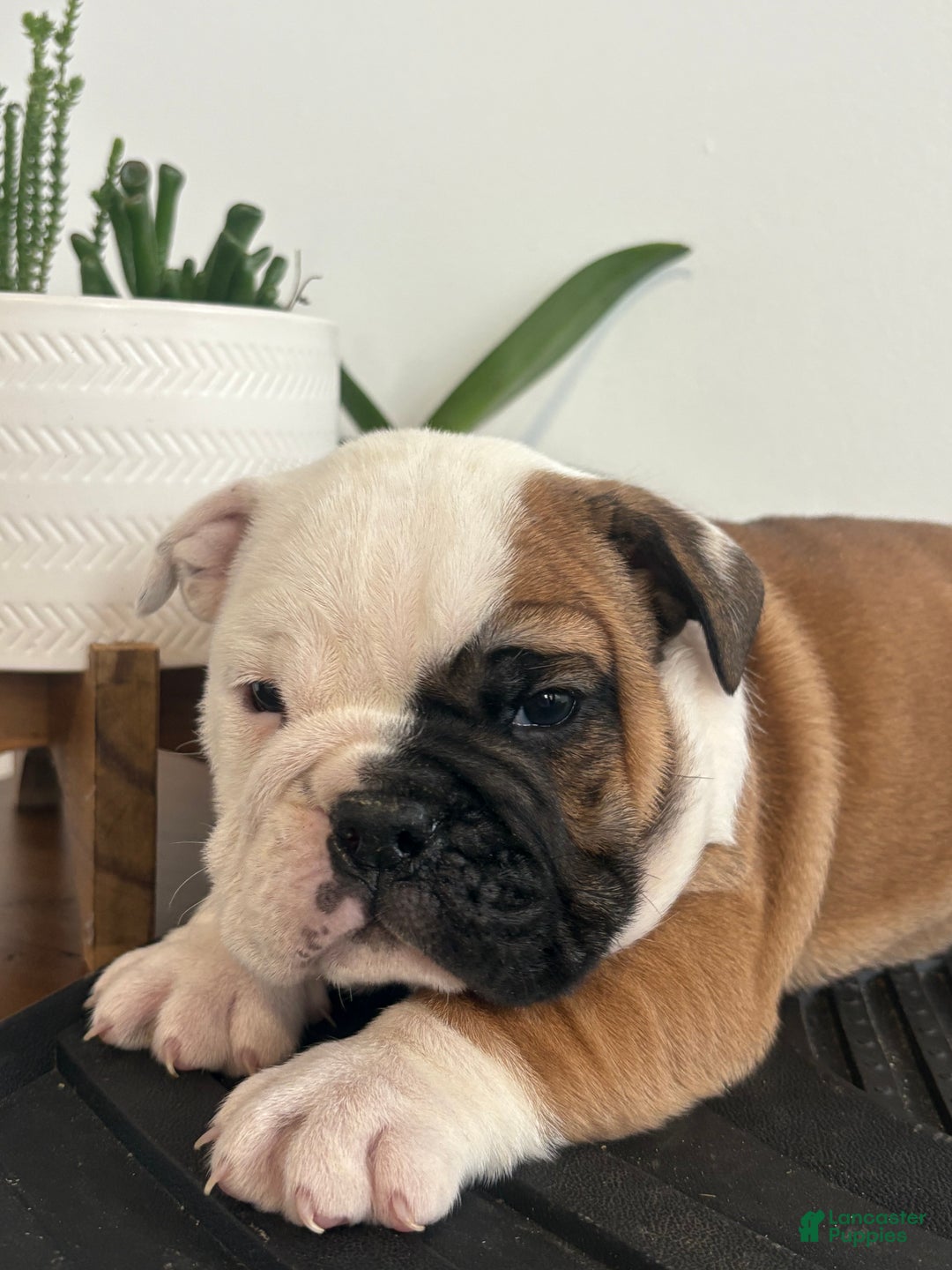 English Bulldog dogs for sale: Tater - Ad 11