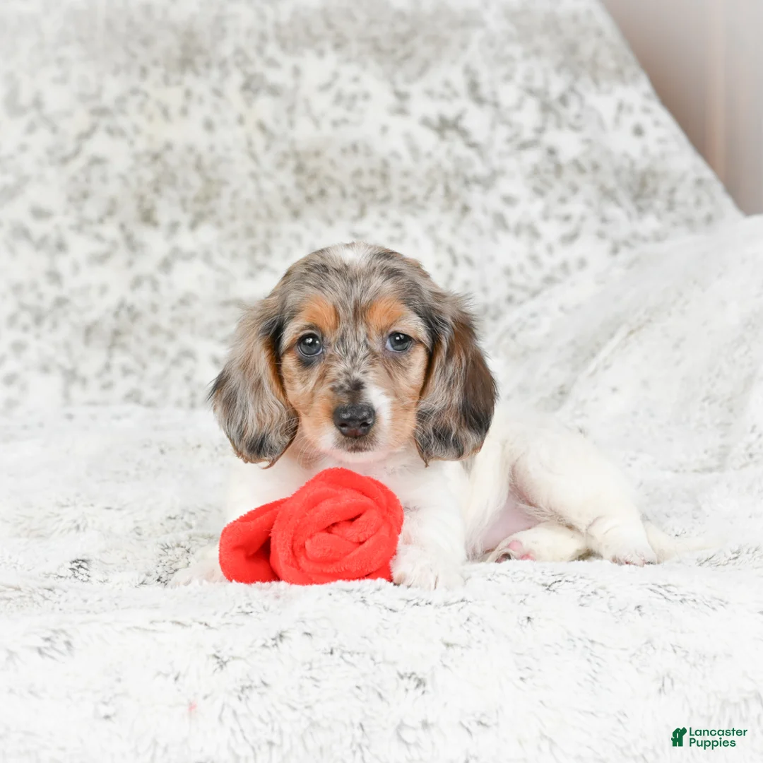 Miniature Dachshund dogs for sale: Charlotte - Ad 8