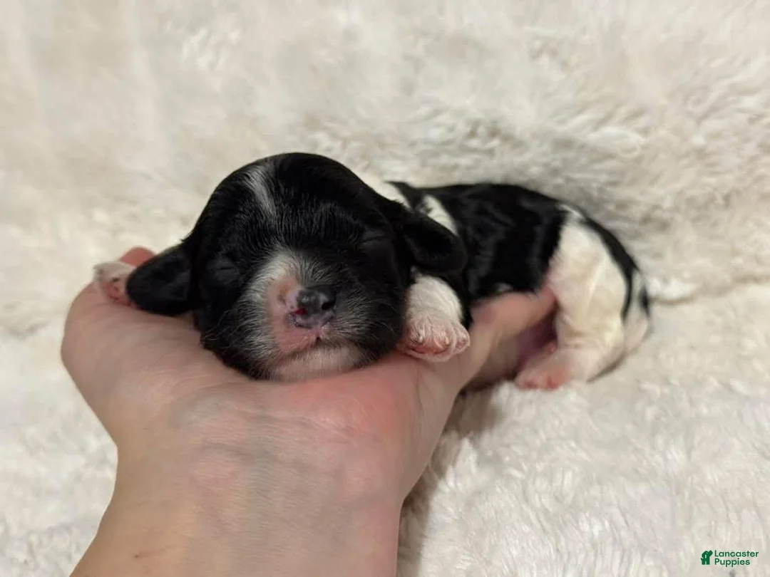 Cavapoo dogs for sale: Oreo - Ad 1