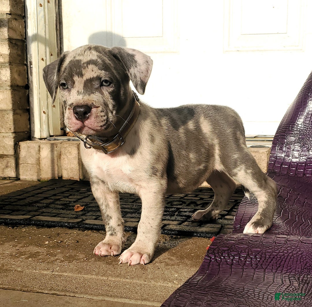 American Bully dogs for sale: American Bully Puppy 1 - Ad 6