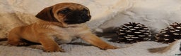 Puggle dogs for sale: Turner - Ad 1