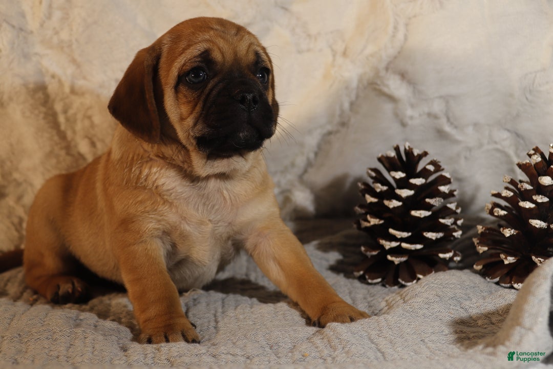 Puggle dogs for sale: Turner - Ad 1