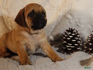 Puggle dogs Turner - Ad 41