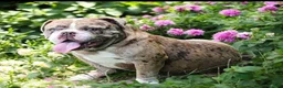 English Bulldog dogs for sale: Tootsie Chocolate and tan  - Ad 18
