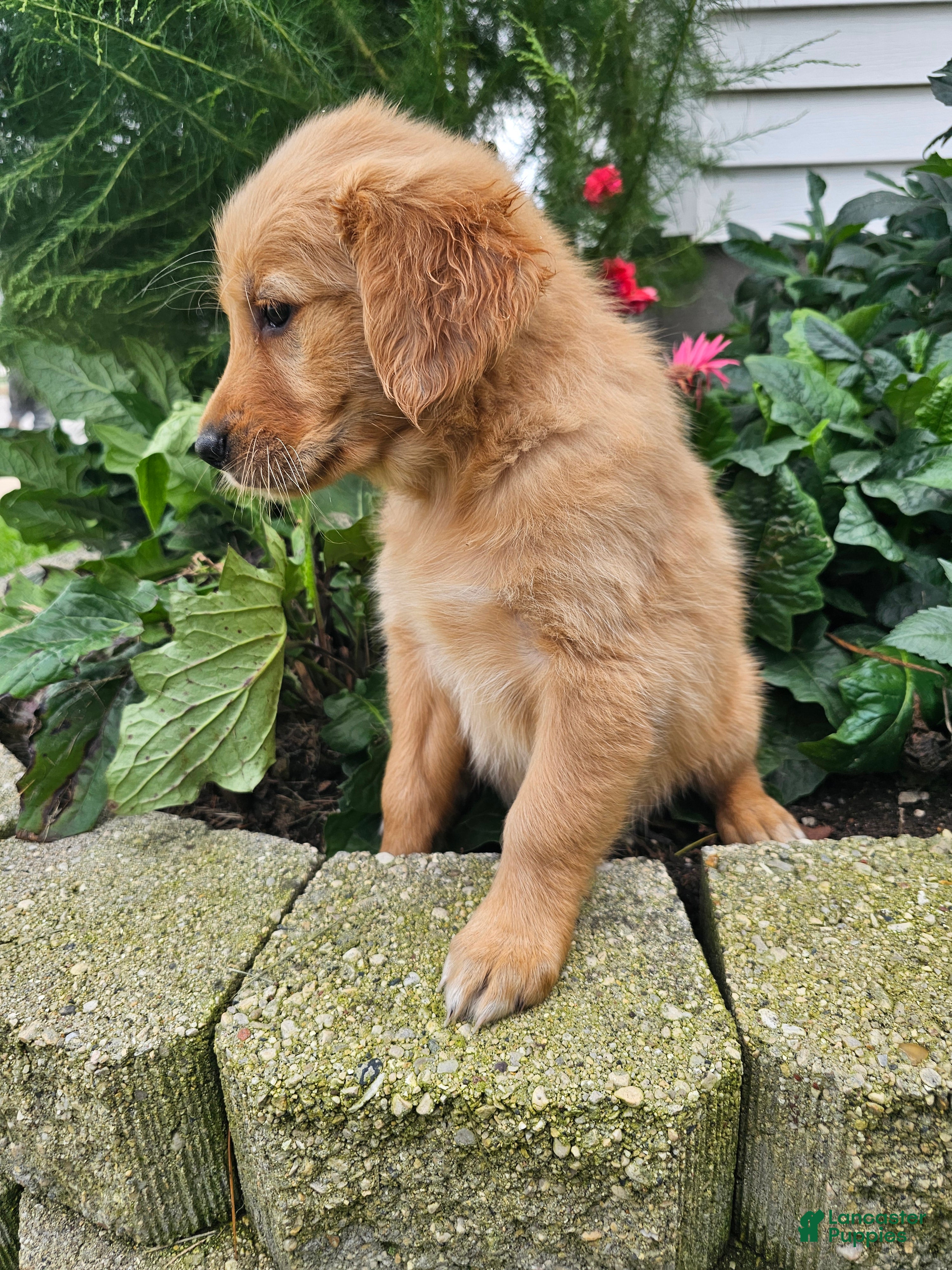 Katie (Golden Retriever, Female) in Nappanee, IN