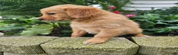 Golden Retriever dogs for sale: Katie  - Ad 1
