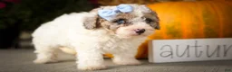 Miniature Poodle dogs for sale: Juno🦴  - Ad 18