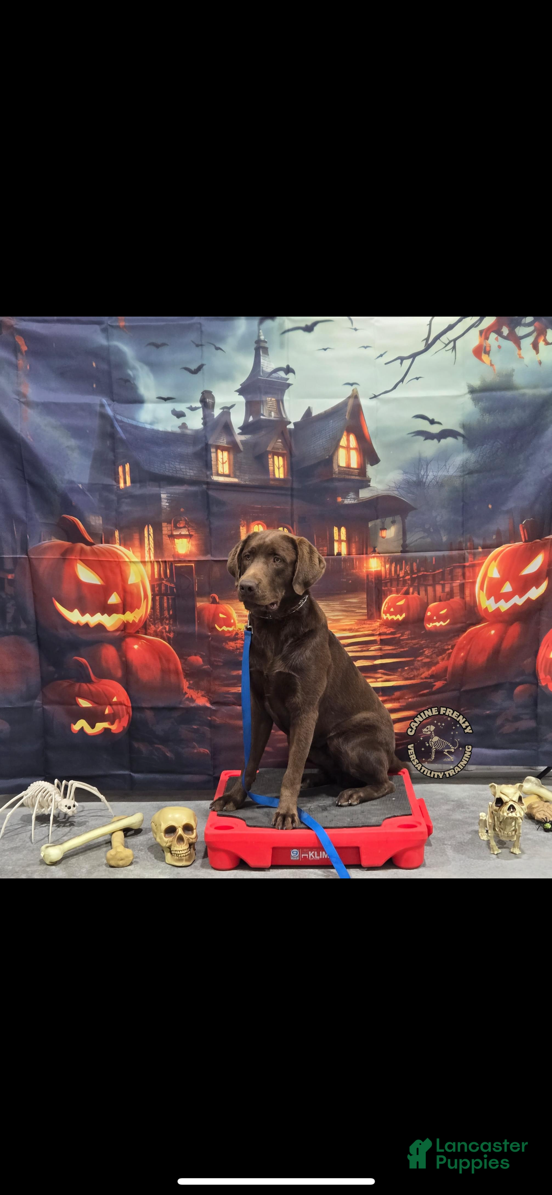 Labrador Retriever dogs for sale: Labrador Retriever  - Ad 5