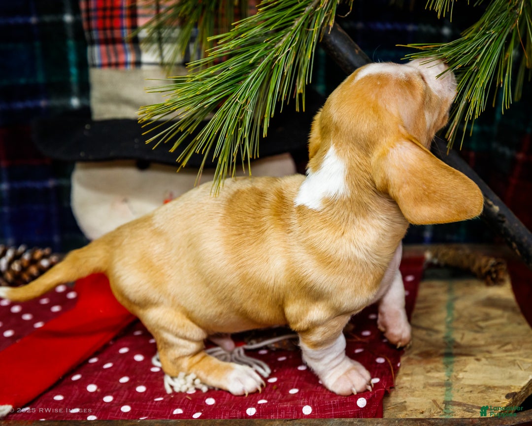 Miniature Dachshund dogs for sale: Sailor - Ad 7