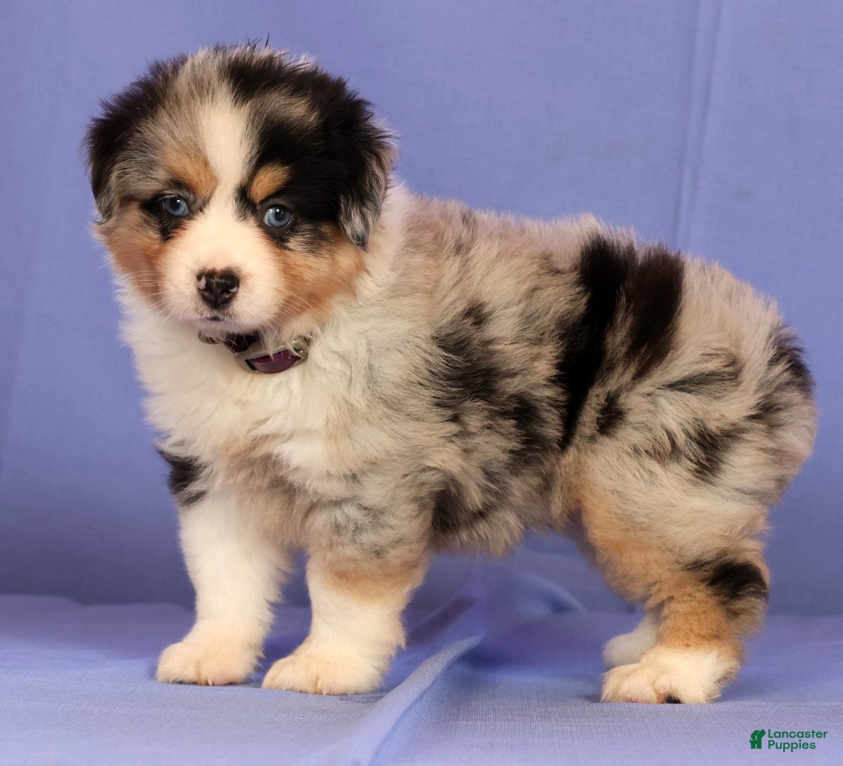 Miniature Australian Shepherd dogs Jill - Ad 2