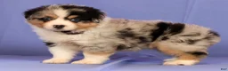 Miniature Australian Shepherd dogs for sale: Jill - Ad 2