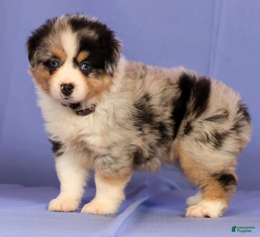 Miniature Australian Shepherd dogs for sale: Jill - Ad 2