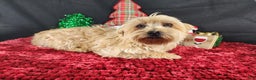 Havanese dogs for sale: Havanese Puppy 2 - Ad 5