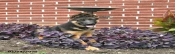German Shepherd dogs for sale: Paddington - Ad 3