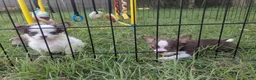 Chihuahua dogs for sale: Charlie Brown Smooth Coat  - Ad 5