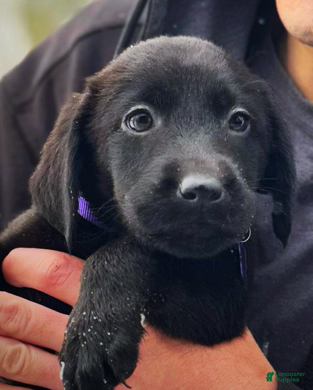 Labrador Retriever dogs for sale: Labrador Retriever Puppy 1 - Ad 3