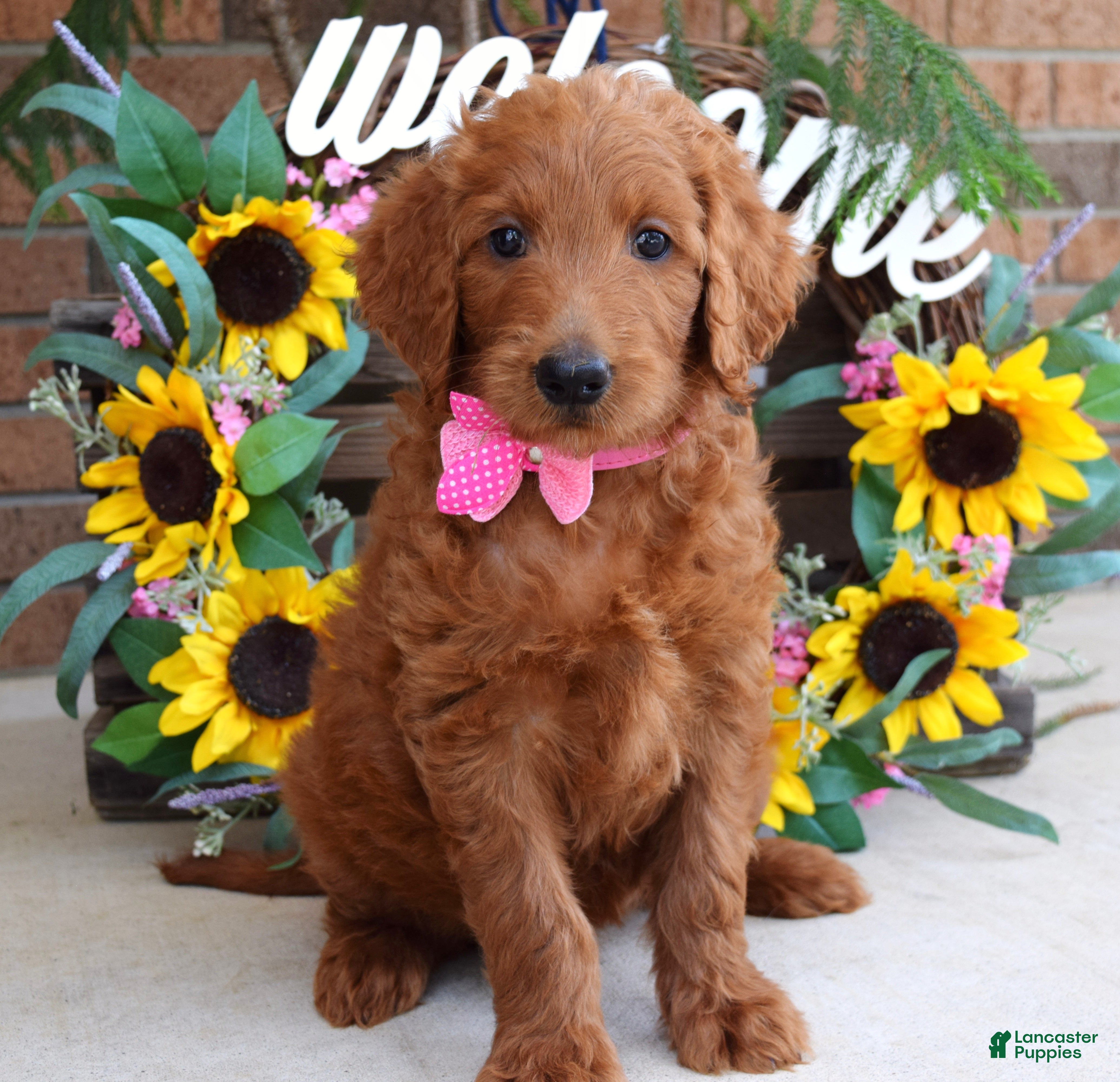 Goldendoodle dogs Riley - Ad 2