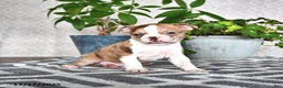 Boston Terrier dogs for sale: Rachelle  - Ad 3
