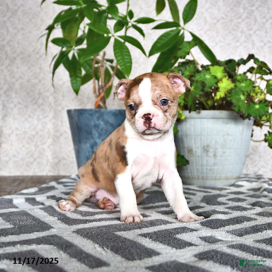 Boston Terrier dogs for sale: Rachelle  - Ad 3