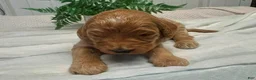 Goldendoodle dogs for sale: Marshal - Ad 3