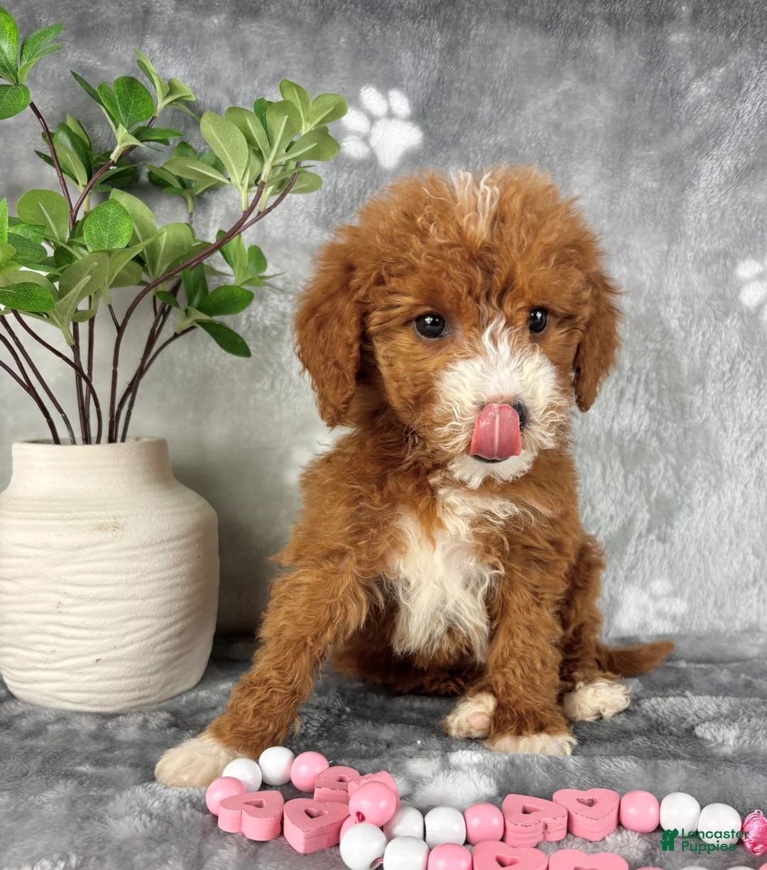 Mini Goldendoodle dogs for sale: Mini Goldendoodle Puppy 4 - Ad 1