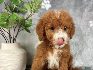 Mini Goldendoodle dogs Mini Goldendoodle Puppy 4 - Ad 3