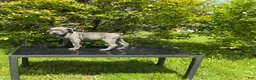 Cane Corso dogs for sale: Cane Corso Puppy 9 - Ad 5