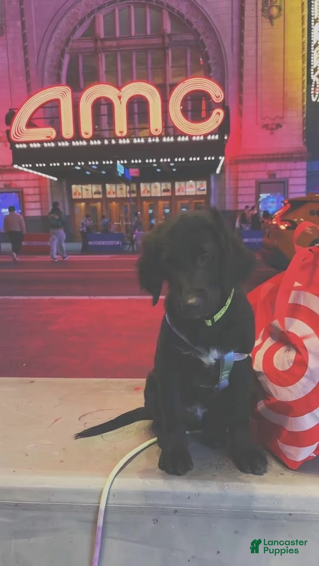 Labradoodle dogs for sale: Hunter - Ad 2