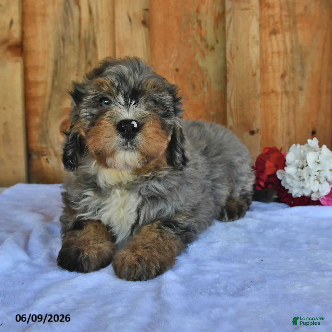 Bernedoodle dogs for sale: Charlie - Ad 2