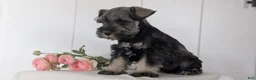 Miniature Schnauzer dogs for sale: Bingo - Ad 7