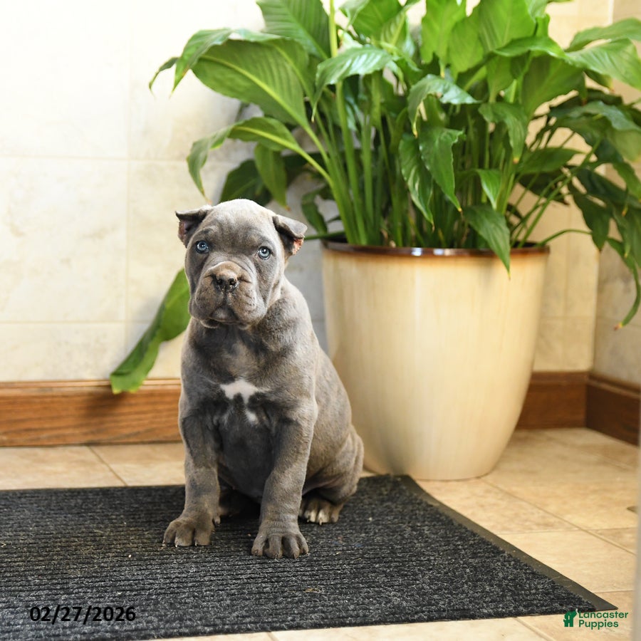 Cane Corso dogs Xena - Ad 1