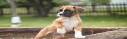 Boxer dogs for sale: Clover - Ad 5
