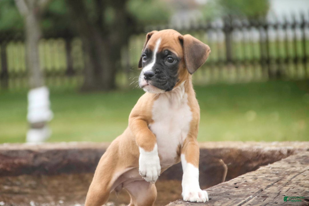 Boxer dogs for sale: Clover - Ad 5