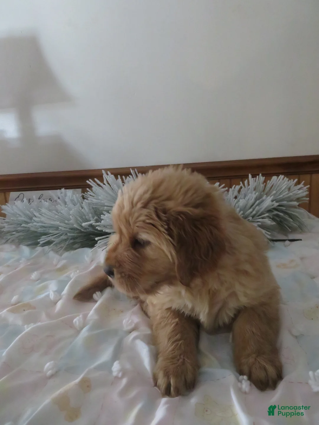 Golden Retriever dogs for sale: ANNABELLE - CHAMPION LINE - Ad 6