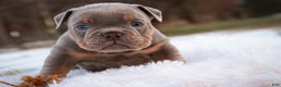 English Bulldog dogs for sale: Titan - Ad 2