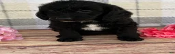 Miniature Labradoodle dogs for sale: Tabby - Ad 3