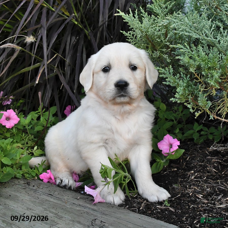 Golden Retriever dogs Dahlia - Ad 2