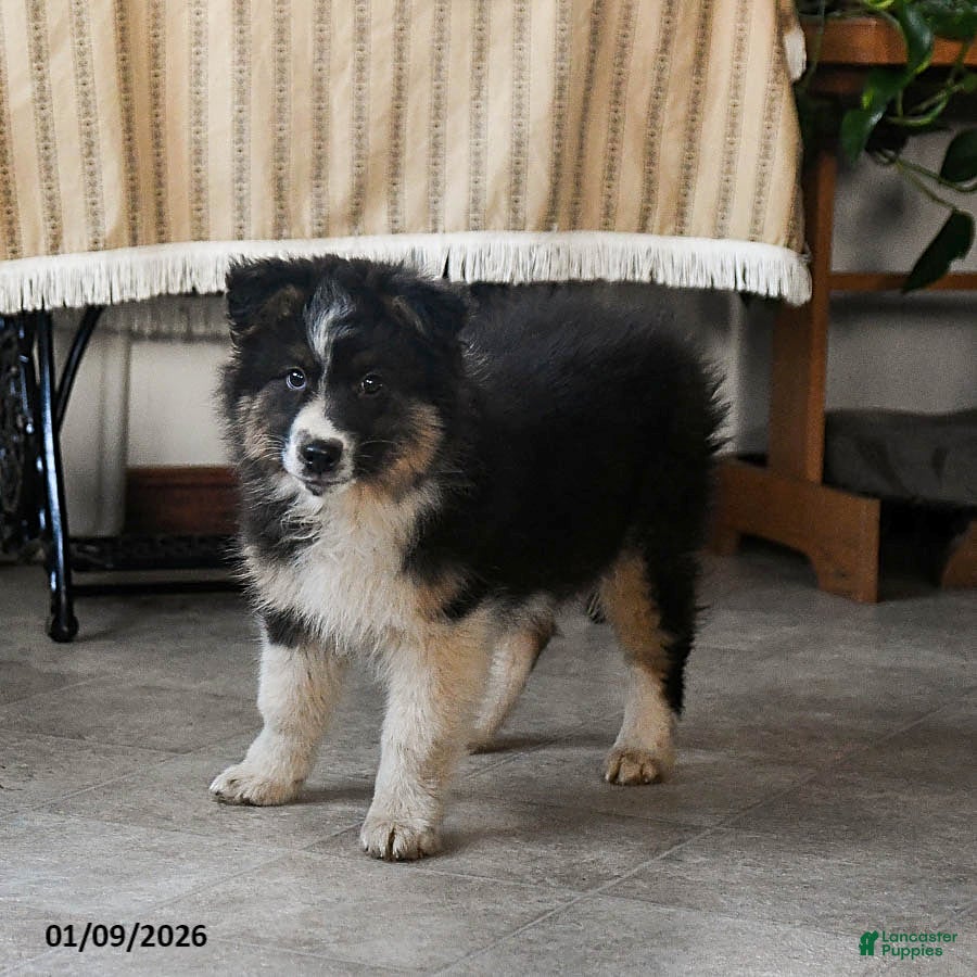 Australian Shepherd dogs Baxter - Ad 1